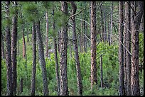 Pine forest. Wind Cave National Park ( color)