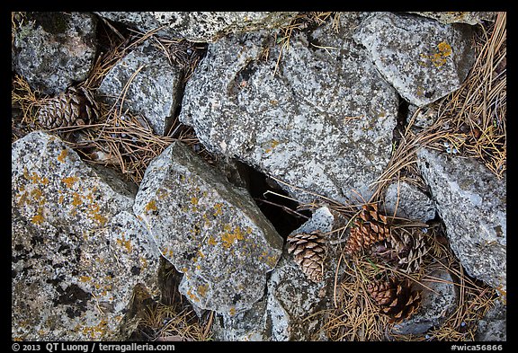 Limestone rock and ponderosa pine cones. Wind Cave National Park (color)