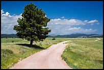 Gravel road and pine tree. Wind Cave National Park, South Dakota, USA. (color)