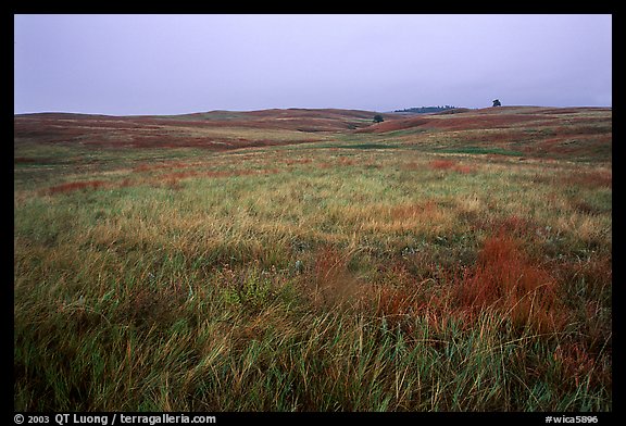 Tallgrass prairie. Wind Cave National Park (color)
