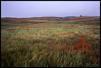 Tallgrass prairie. Wind Cave National Park, South Dakota, USA. (color)