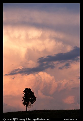 Lone tree and storm cloud, sunset. Wind Cave National Park (color)