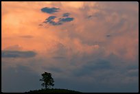 Ponderosa pine on hill and pink storm cloud, sunset. Wind Cave National Park, South Dakota, USA.