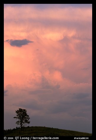 Tree on Hill and storm cloud, sunset. Wind Cave National Park (color)