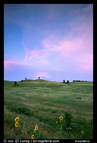Sunflowers, hills, sunset. Wind Cave National Park, South Dakota, USA.