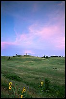 Sunflowers, hills, sunset. Wind Cave National Park, South Dakota, USA. (color)