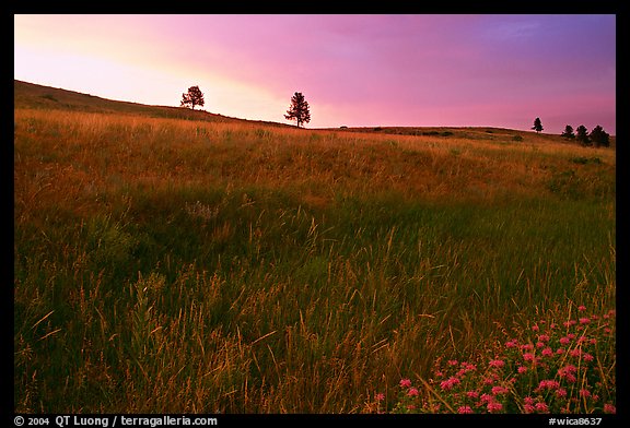 Tall grass and hills at Bison Flats, sunrise. Wind Cave National Park, South Dakota, USA.