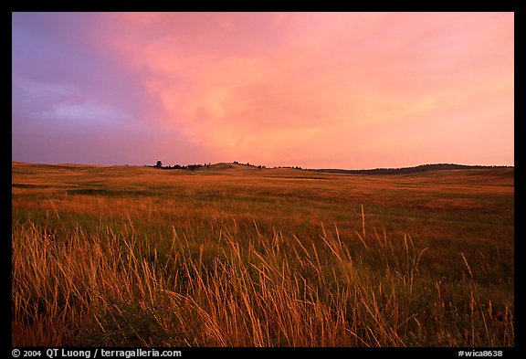 Tall grasses and pink cloud, sunrise. Wind Cave National Park (color)