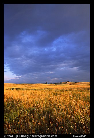Prairie with tall grasses and dark sky, early morning. Wind Cave National Park, South Dakota, USA.