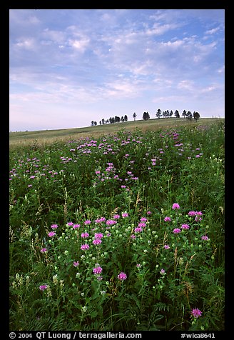 Wild Bergamot flowers, trees on skyline, morning. Wind Cave National Park, South Dakota, USA.