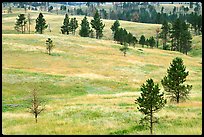 Ponderosa pines on rolling hills. Wind Cave National Park, South Dakota, USA. (color)