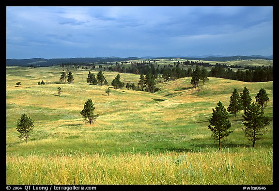 Ponderosa pines and rolling hills near Gobbler Pass. Wind Cave National Park (color)