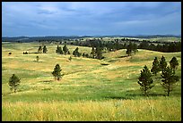 Ponderosa pines and rolling hills near Gobbler Pass. Wind Cave National Park ( color)