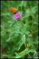 Butterfly on horsemint flower (Monarda fistulosa, Lamiaceae). Wind Cave National Park, South Dakota, USA.
