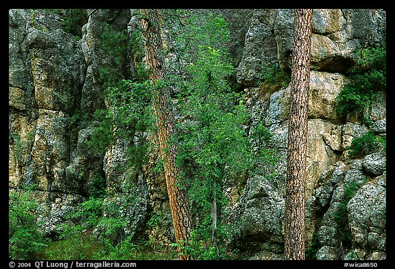 Limestone cliff. Wind Cave National Park (color)
