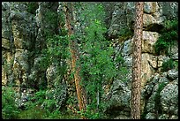 Limestone cliff. Wind Cave National Park ( color)
