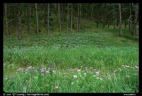 Flowers on meadow and hill covered with pine forest. Wind Cave  National Park (color)