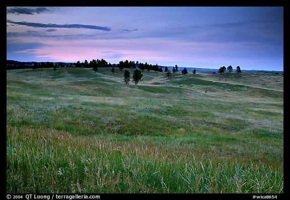 Rolling hills covered with grasses and scattered pines, dusk. Wind Cave National Park, South Dakota, USA.