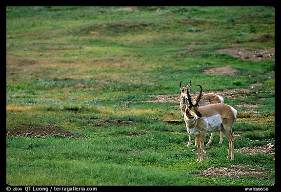 Pronghorn Antelope bull and cow. Wind Cave National Park, South Dakota, USA.