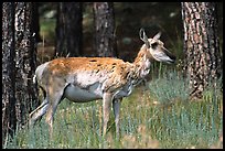 Pronghorn Antelope in pine forest. Wind Cave National Park, South Dakota, USA. (color)