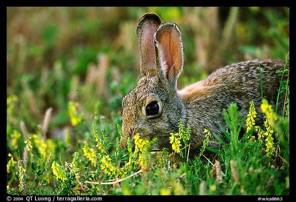 Rabbit and wildflowers. Wind Cave National Park, South Dakota, USA.