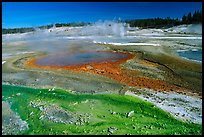 Green and red algaes in Norris geyser basin. Yellowstone National Park ( color)