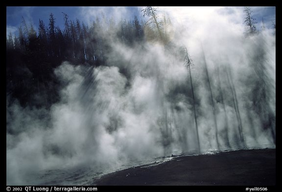 Trees shadowed in thermal steam, Upper geyser basin. Yellowstone National Park, Wyoming, USA.