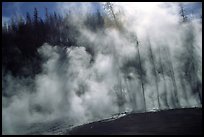 Trees shadowed in thermal steam, Upper geyser basin. Yellowstone National Park, Wyoming, USA.