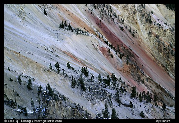Trees and colorful mineral deposits, Grand Canyon of Yellowstone. Yellowstone National Park (color)