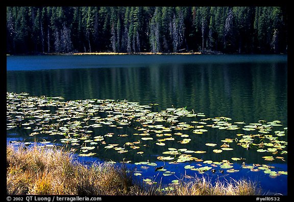 Lilies on a small lake. Yellowstone National Park (color)