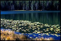 Lilies on a small lake. Yellowstone National Park ( color)