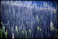 Bare trees on hill. Yellowstone National Park, Wyoming, USA. (color)