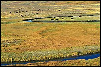 Yellowstone River, meadow, and bisons in Heyden Valley. Yellowstone National Park ( color)