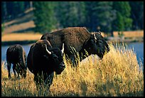 Group of buffaloes. Yellowstone National Park, Wyoming, USA. (color)