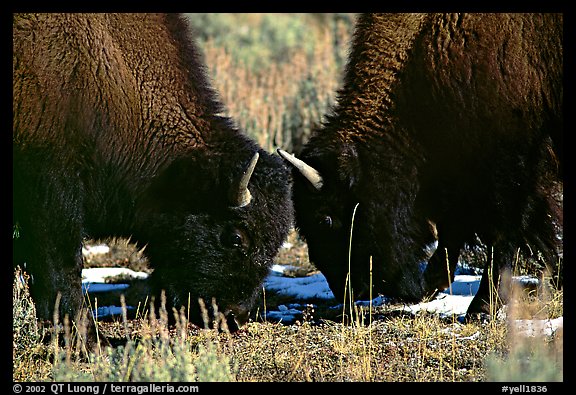Two buffaloes head to head. Yellowstone National Park, Wyoming, USA.