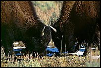 Two buffaloes head to head. Yellowstone National Park, Wyoming, USA. (color)