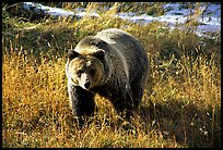 Grizzly bear. Yellowstone National Park, Wyoming, USA. (color)