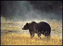 Grizzly bear and thermal steam. Yellowstone National Park, Wyoming, USA.
