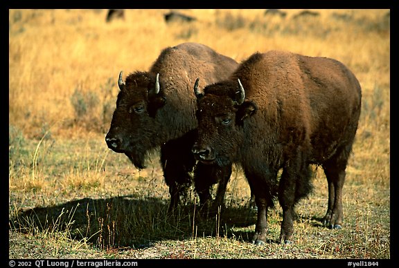 Two bisons. Yellowstone National Park, Wyoming, USA.