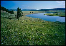 Meadow and bend of the Yellowstone River, Hayden Valley. Yellowstone National Park, Wyoming, USA.