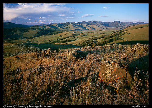 Rocks and grasses on Specimen ridge, late afternoon. Yellowstone National Park, Wyoming, USA.