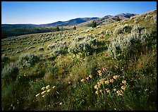 Flowers on slope below  Mt Washburn, sunrise. Yellowstone National Park ( color)