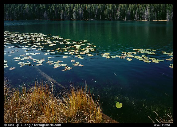 Water lilies and pond. Yellowstone National Park, Wyoming, USA.