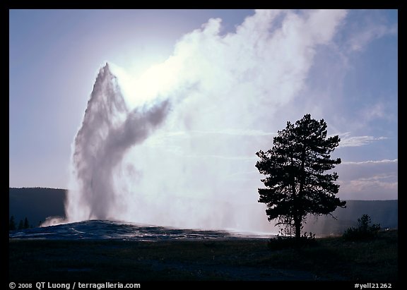 Old Faithful Geyser and tree backlit in afternoon. Yellowstone National Park, Wyoming, USA.