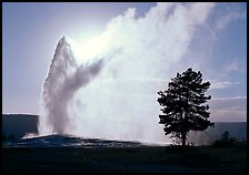 Old Faithful Geyser and tree backlit in afternoon. Yellowstone National Park, Wyoming, USA.