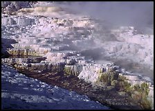 Minerva travertine terraces and steam, Mammoth Hot Springs. Yellowstone National Park ( color)