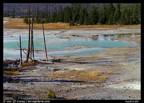Dead trees and turquoise pond in Norris Geyser Basin. Yellowstone National Park, Wyoming, USA.