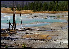 Dead trees and turquoise pond in Norris Geyser Basin. Yellowstone National Park ( color)
