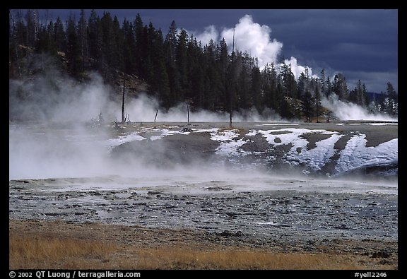 Fumeroles and forest in Upper Geyser Basin. Yellowstone National Park (color)