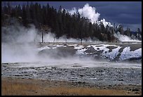 Fumeroles and forest in Upper Geyser Basin. Yellowstone National Park, Wyoming, USA.